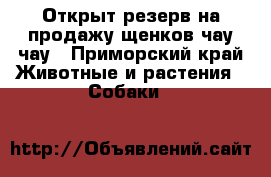 Открыт резерв на продажу щенков чау-чау - Приморский край Животные и растения » Собаки   